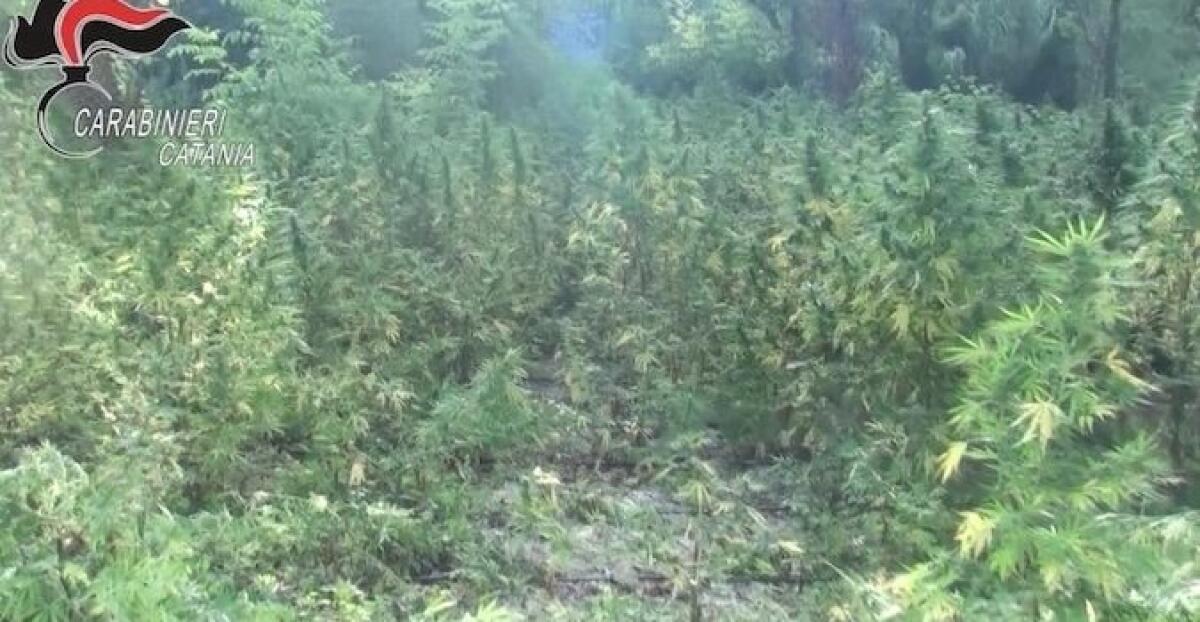 MINEO, PIANTAGIONE DI CANAPA CON 1,2 TONNELLATE DI DROGA - 