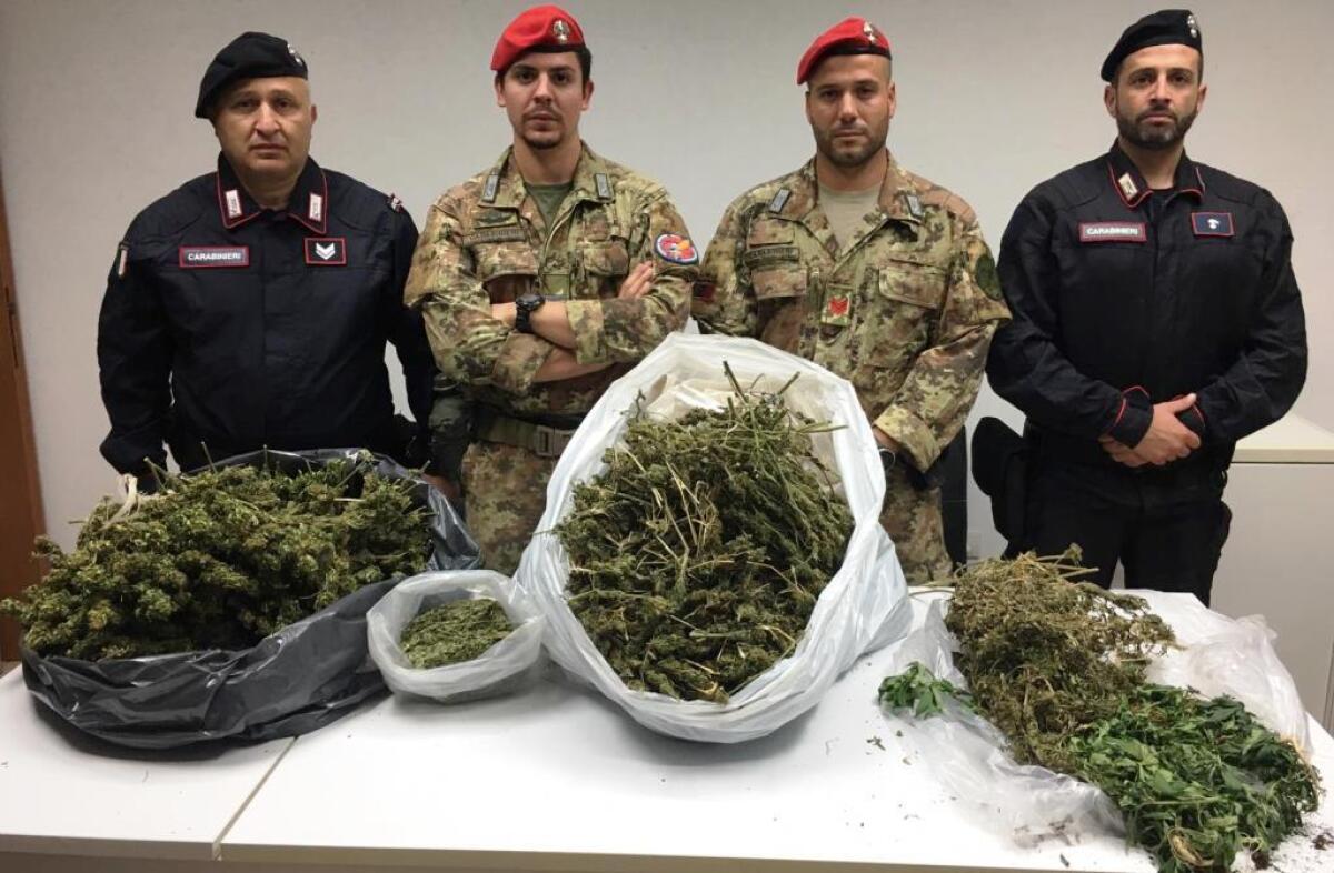 MINEO:ZIO E NIPOTE (MINORENNE) ARRESTATI, NELL’OVILE OCCULTAVANO 7 KG DI MARIJUANA - 