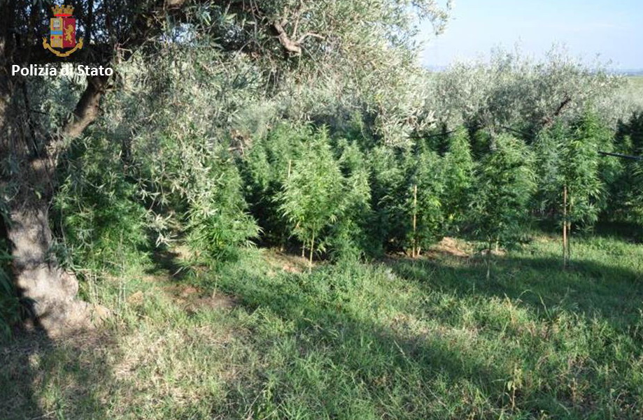CENTURIPE: ARRESTATO PER COLTIVAZIONE, PRODUZIONE DI SOSTANZA STUPEFACENTE DEL TIPO MARIJUANA NONCHÉ DETENZIONE ILLEGALE DI ARMA DA FUOCO