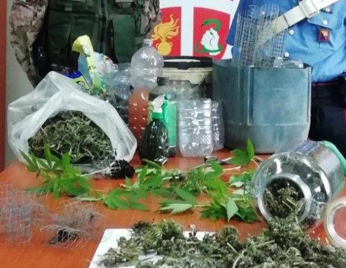 BIANCAVILLA: PRODUCE IN PROPRIO LA MARIJUANA CHE VENDE AI CLIENTI DELLA SALA GIOCHI - 