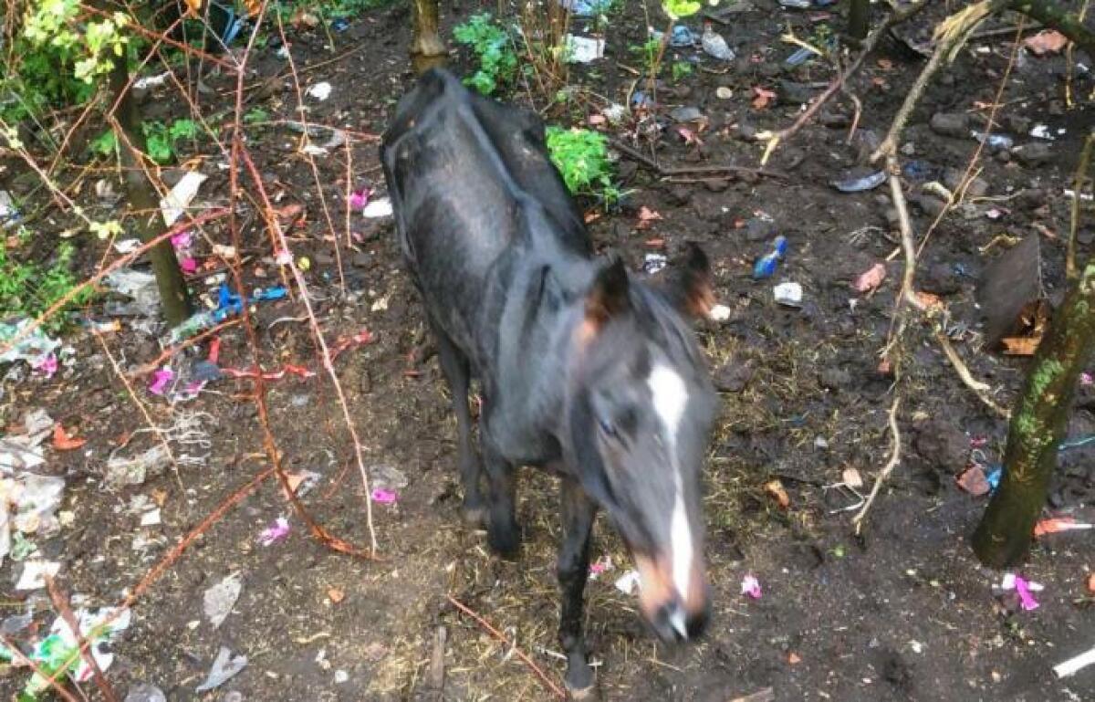 MASCALI: SEQUESTRATI ANIMALI DI DIVERSE SPECIE TENUTI IN PESSIME CONDIZIONI IGIENICO-SANITARIE, UNA DENUNCIA - 