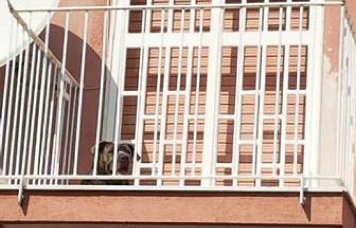 CATANIA: CANE LASCIATO SUL BALCONE AL SOLE SENZA ACQUA NÉ CIBO, SALVATO DALLA POLIZIA - 