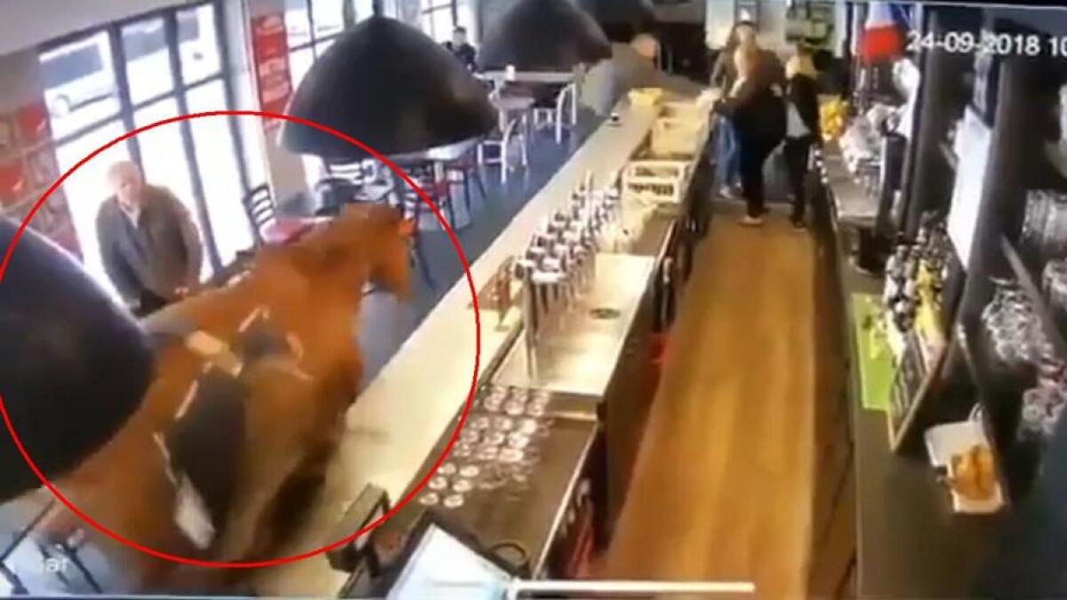 FRANCIA: CAVALLO SCAPPA DALL’IPPODROMO ED ENTRA IN UN BAR - VIDEO - 