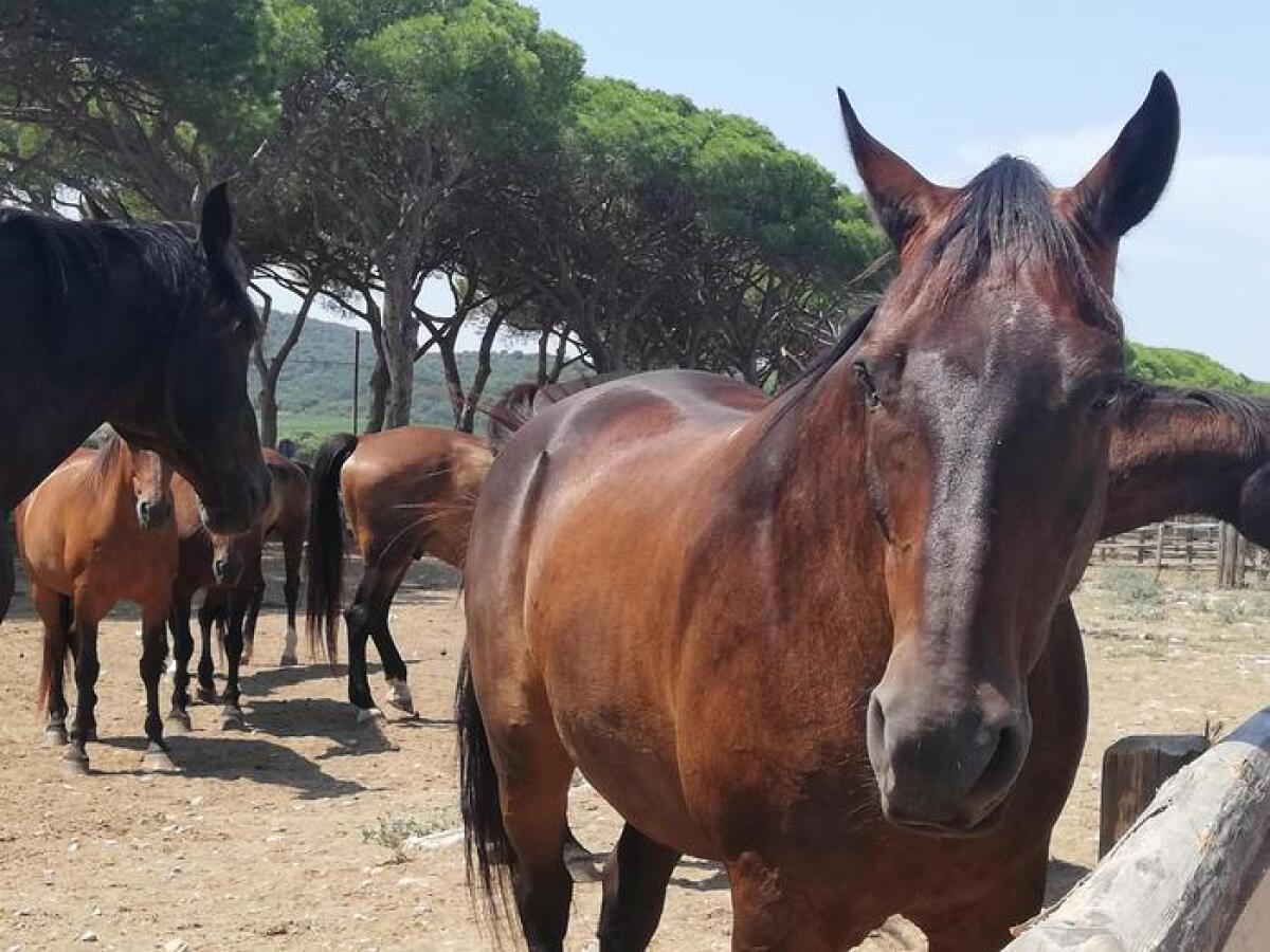 COMMOZIONE A GELA: CAVALLO SEGUE IL FERETRO DEL PADRONE - 
