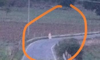 LA BUFALA DELLA SUORA CHE RAPISCE I BAMBINI A BRONTE