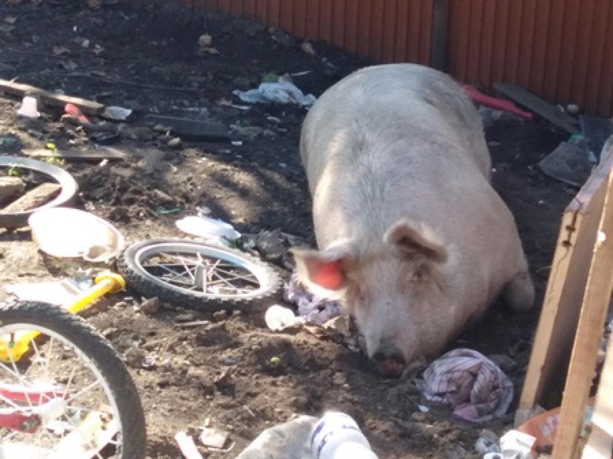CATANIA, LA POLIZIA SGOMBERA UN CAMPO ROM IN VIA PASSO GRAVINA - 