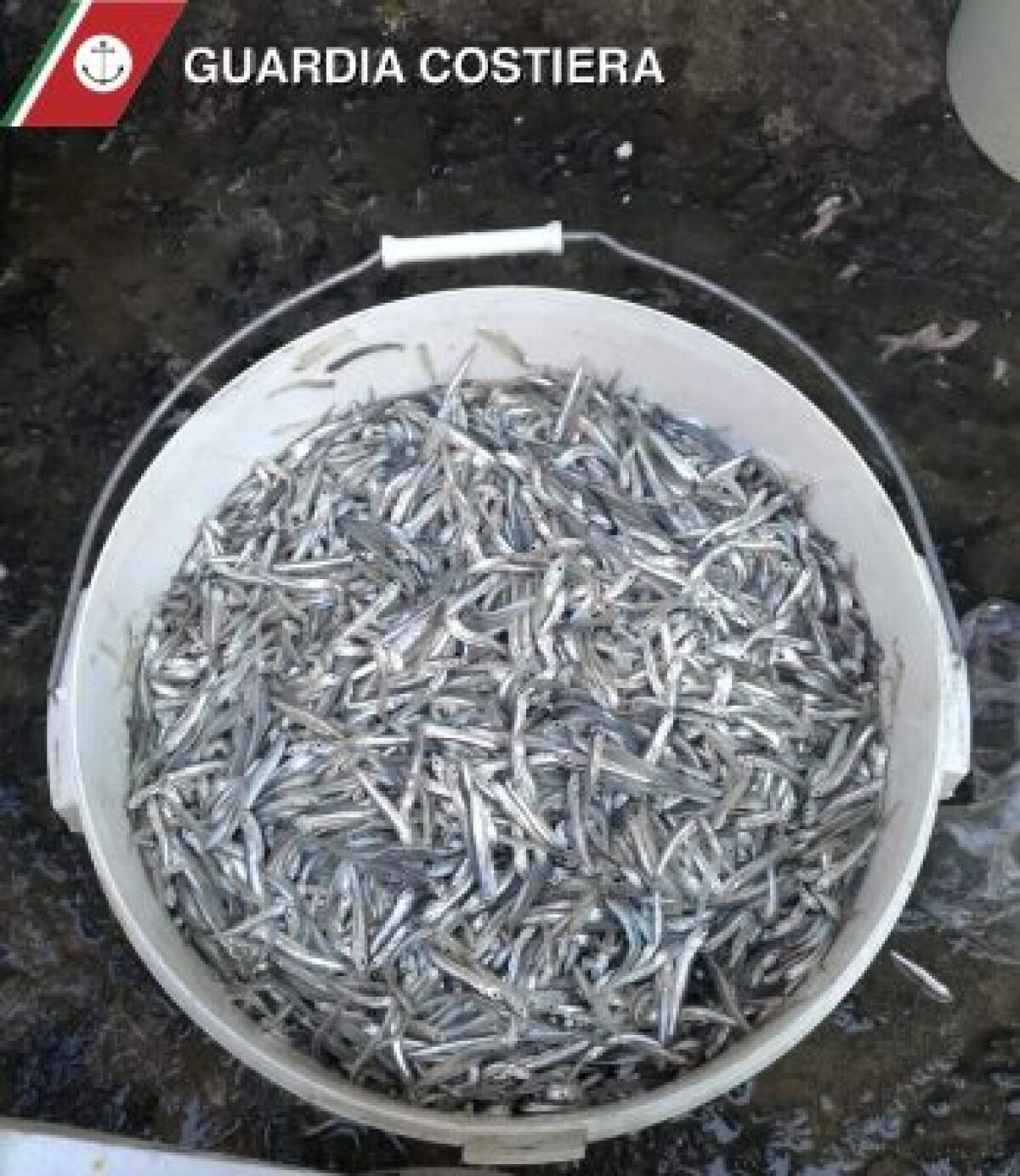 INGENTE SEQUESTRATO DI NOVELLAME E PESCE SPADA SOTTOMISURA, ALLA PESCHERIA DI CATANIA - 