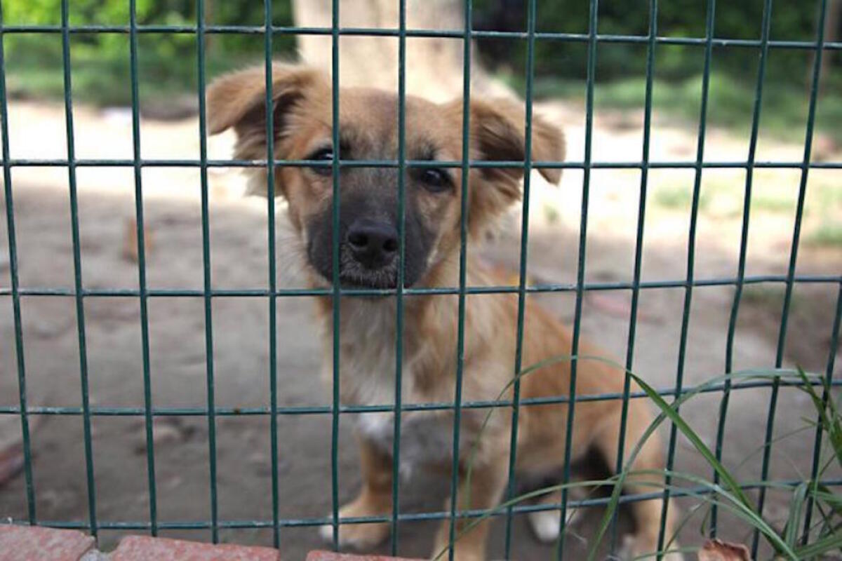 BELPASSO: CANI AVVELENATI, APPELLO DEL SINDACO: «CITTADINI, AIUTATECI» - 