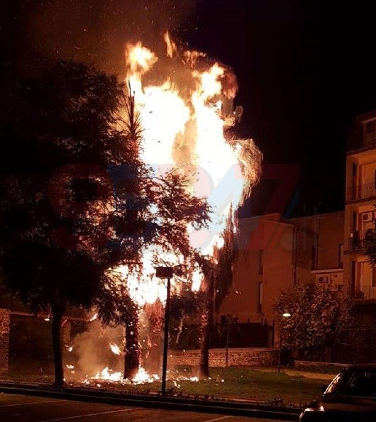 PATERNÒ: DATE ALLE FIAMME TRE PALME IN PIAZZA NASSIRYA - 