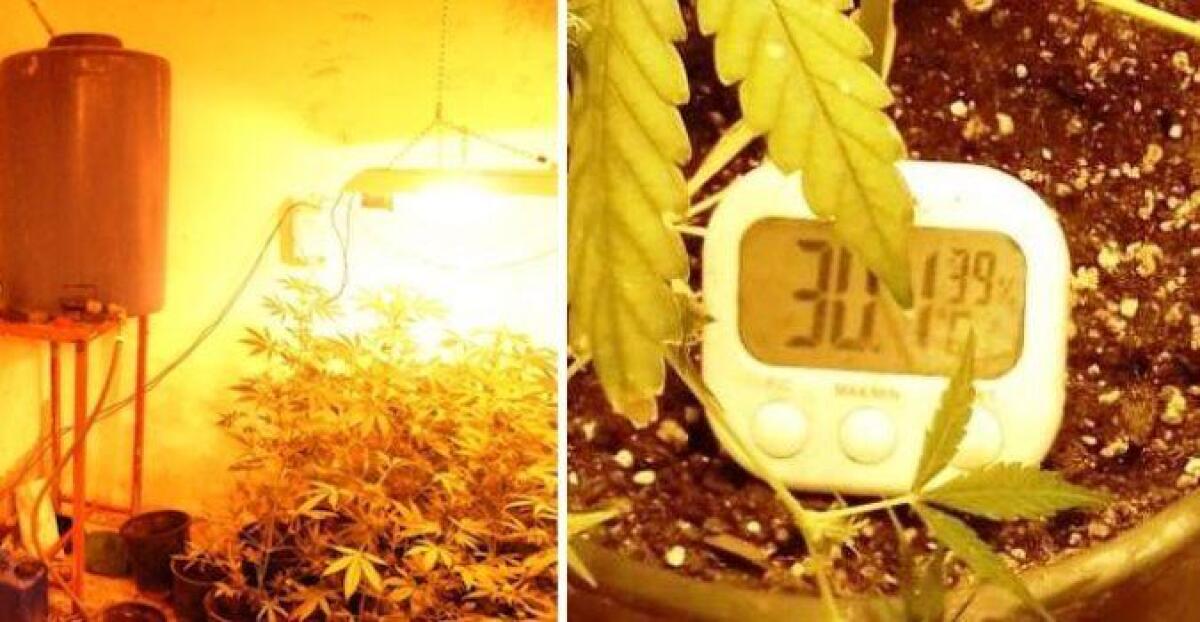 RAMACCA: Autolavaggio “convertito” in piantagione di canapa indiana: proprietario in manette - 