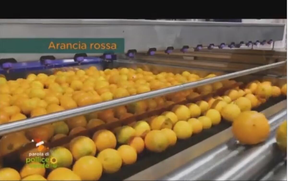 Le telecamere di "Parola di pollice verde" di Rete4  a Paternò - 