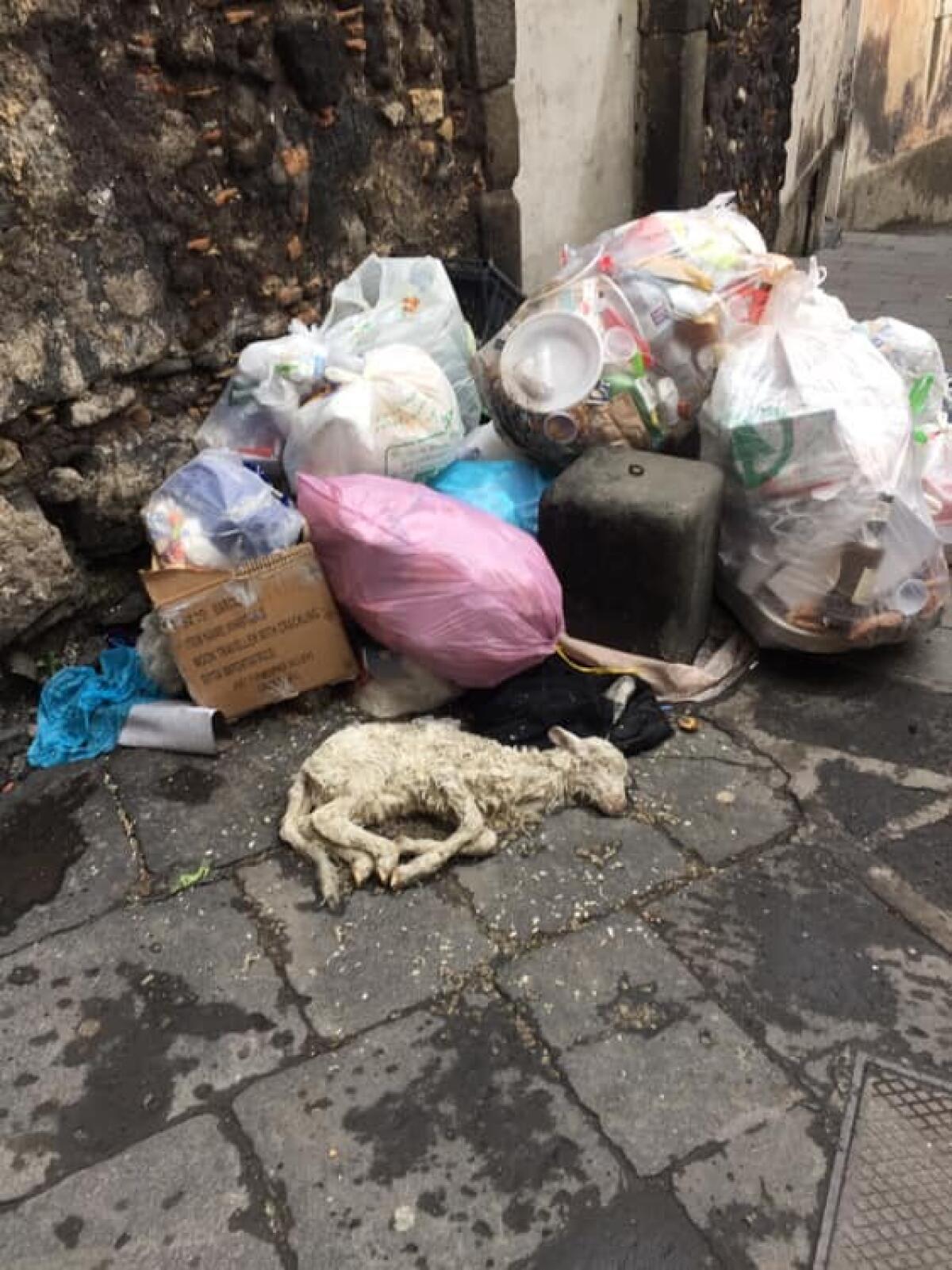 Adrano, agnellino senza vita gettato tra i rifiuti - 
