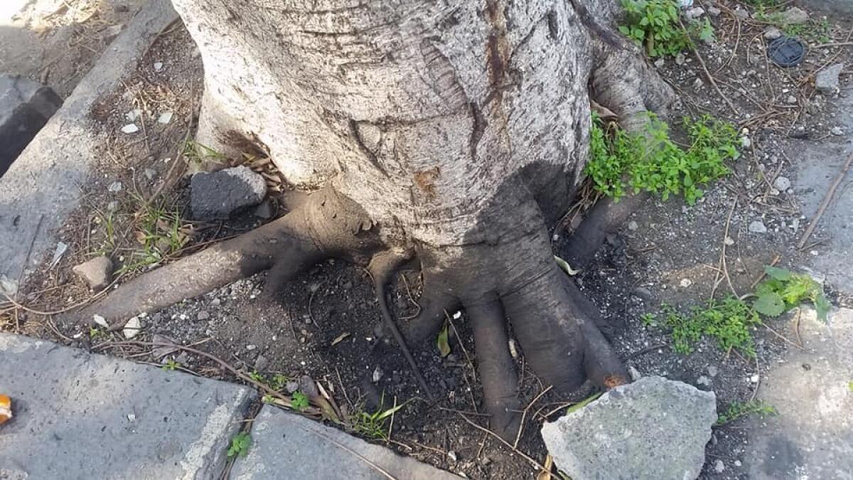 PATERNO': VANDALI CONTRO IL VERDE PUBBLICO, AVVELENATI  ALBERI - 