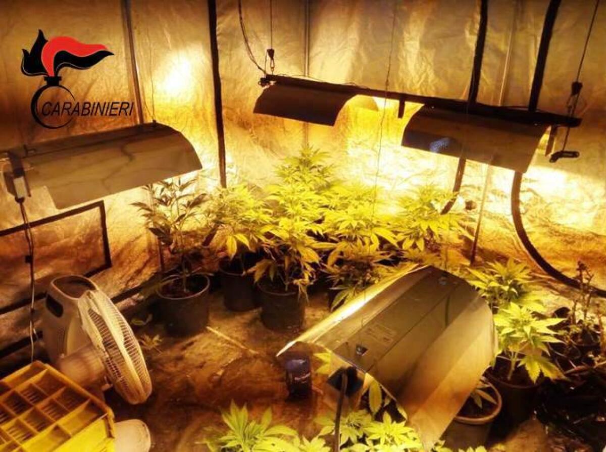 RANDAZZO: SCOPERTA UNA SERRA CON 40 PIANTE DI CANAPA INDIANA - 