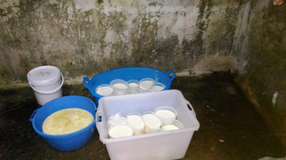 ACI SANT’ANTONIO: SEQUESTRATA AZIENDA ZOOTECNICA ABUSIVA, DENUNCIATO IL TITOLARE - 