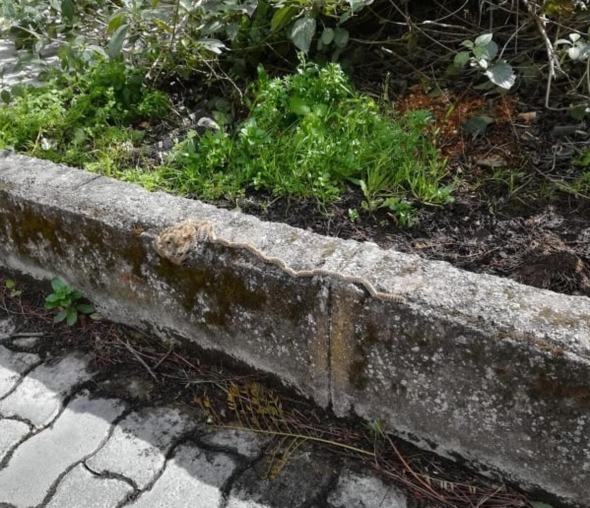 PATERNO': PROCESSIONARIE NEL GIARDINO DELLA SCUOLA, LA DENUNCIA DI UNA MADRE - 