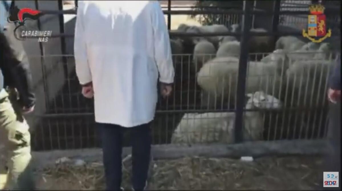 PATERNO': CENTINAIA DI OVINI MACELLATI CLANDESTINAMENTE, CHIUSO MATTATOIO - 