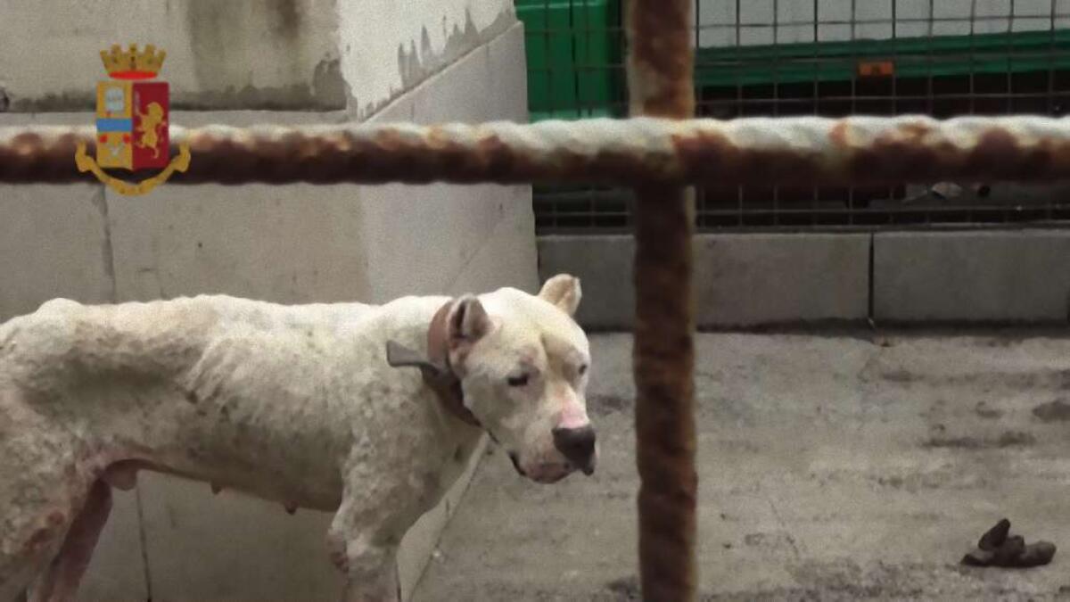 S.G. GALERMO, CANILE ABUSIVO AL POSTO DELLE AIUOLE: SALVATI 11 CANI - 