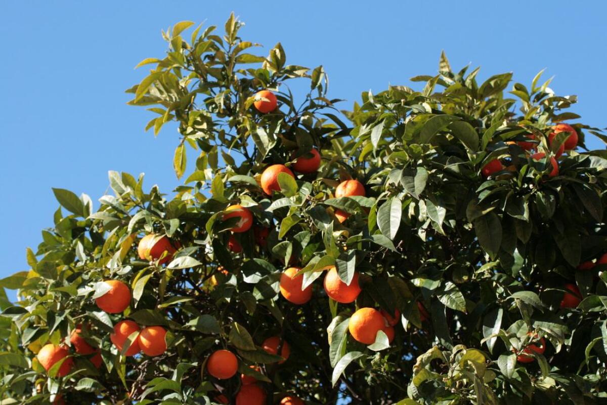 LE ARANCE ROSSE DELLA SICILIA ARRIVERANNO IN CINA - 