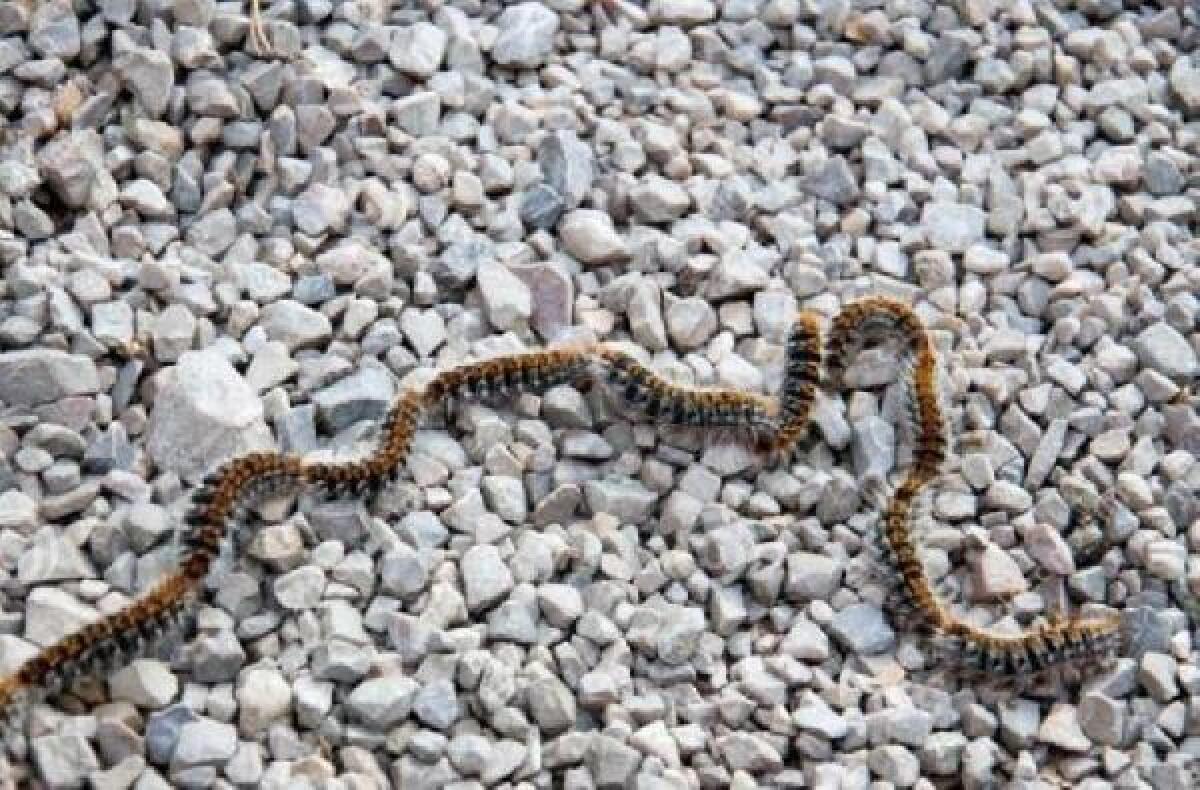 IL SINDACO NASO HA FIRMATO UN ORDINANZA PER LA PREVENZIONE DEI RISCHI DA “PROCESSIONARIA DEL PINO” - 