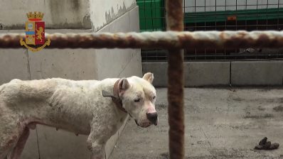 S.G. GALERMO, CANILE ABUSIVO AL POSTO DELLE AIUOLE: SALVATI 11 CANI