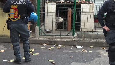 S.G. GALERMO, CANILE ABUSIVO AL POSTO DELLE AIUOLE: SALVATI 11 CANI