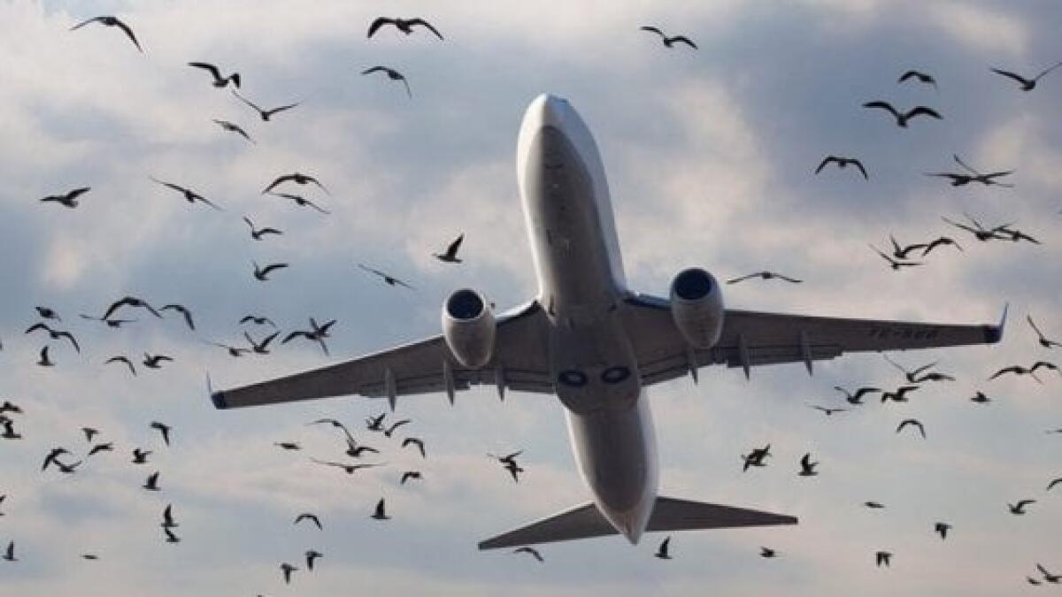 AEROPORTO CATANIA, STORMO UCCELLI  IMPEDISCE L'ATTERRAGGIO A TRE AEREI - 