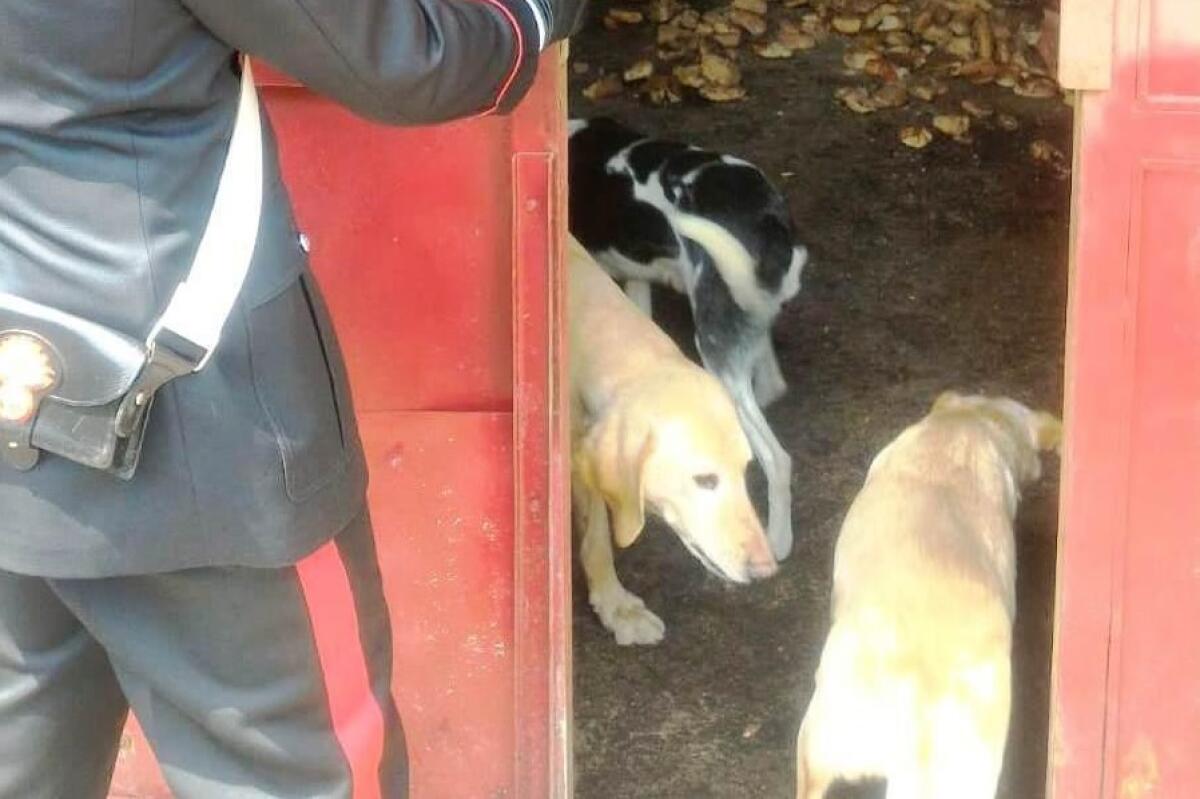 ZAFFERANA ETNEA: SCOPERTO CANILE “LAGER” ABUSIVO, LIBERATI 23 METICCI - 