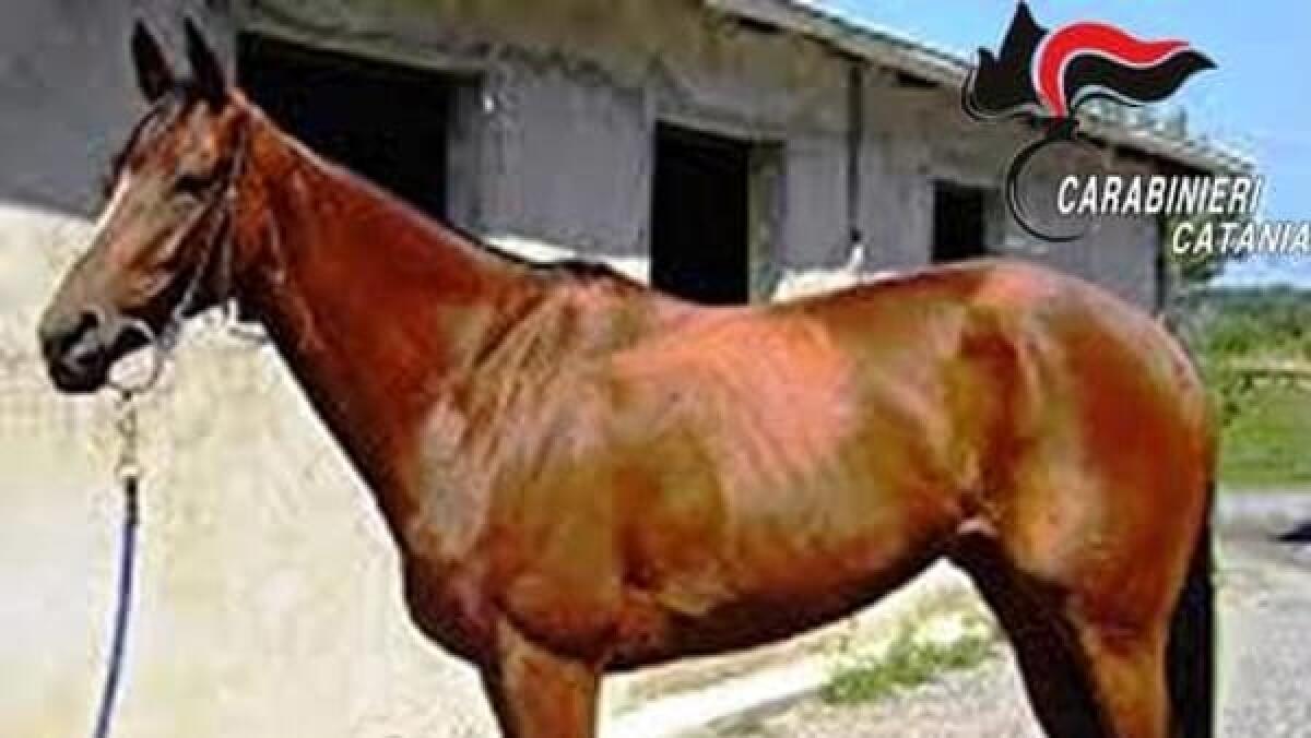 NICOLOSI: CORSE CLANDESTINE, PUROSANGUE SEQUESTRATO AD UN PREGIUDICATO - 