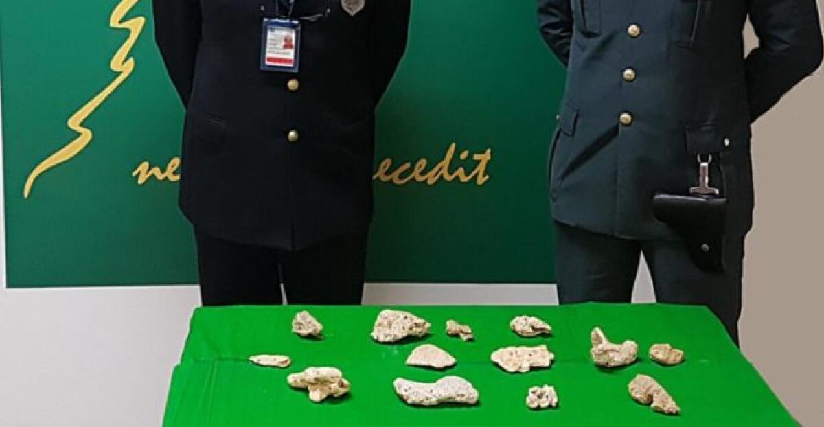 CATANIA, IN AEROPORTO CON 1,4 KG DI CORALLO PROVENIENTE DAL BRASILE: MULTATA UNA DONNA - 