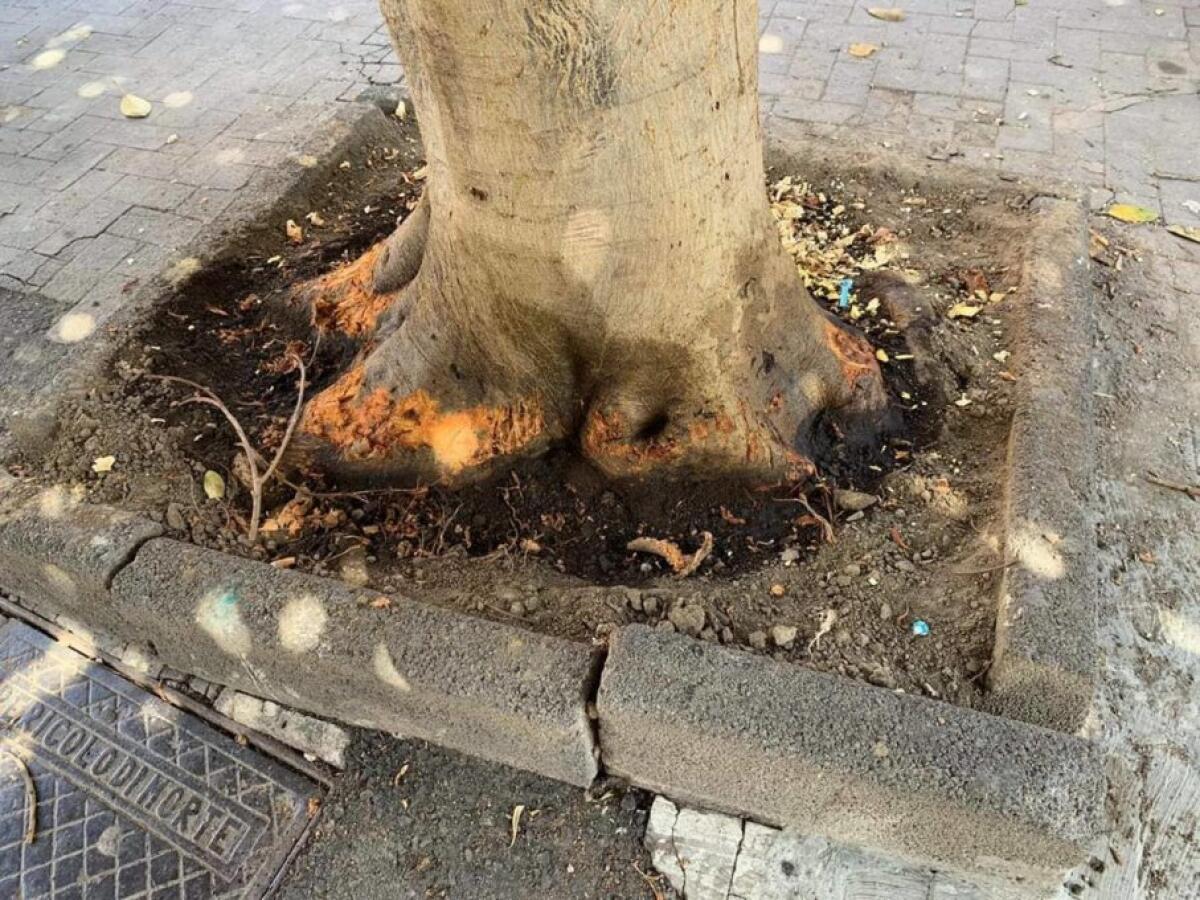 PATERNO': DOMANI SOPRALLUOGO PER VERIFICARE LE CONDIZIONI DELL’ALBERO DI VIA DEGLI STUDI - 