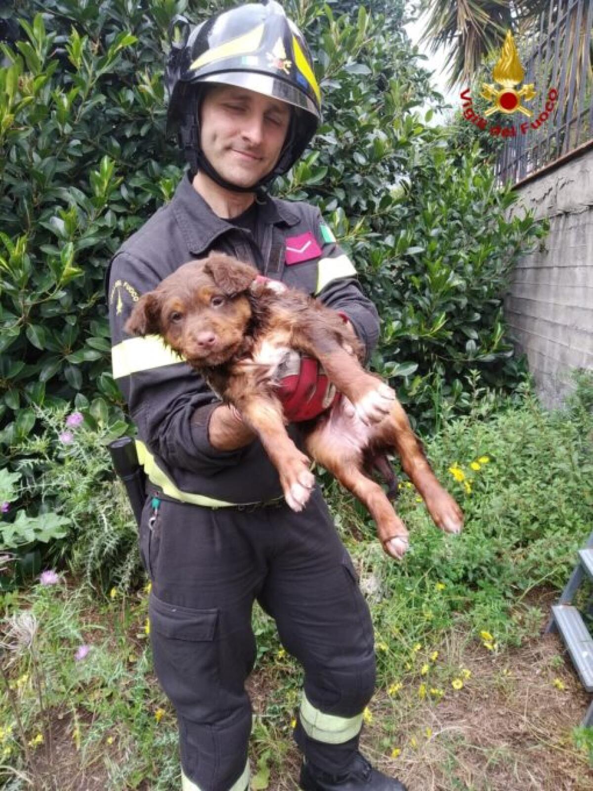 MASCALUCIA, CAGNOLINO SALVATO DAI VIGILI DEL FUOCO: ERA CADUTO NELLA PISCINA - 