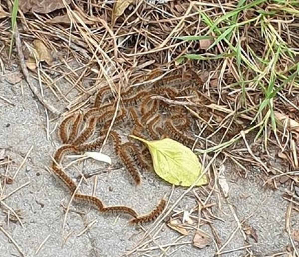 PATERNO’: PROCESSIONARIE NEL GIARDINO DELLA SCUOLA, ED ALLA VILLA LA DENUNCIA DEI NOSTRI LETTORI - 