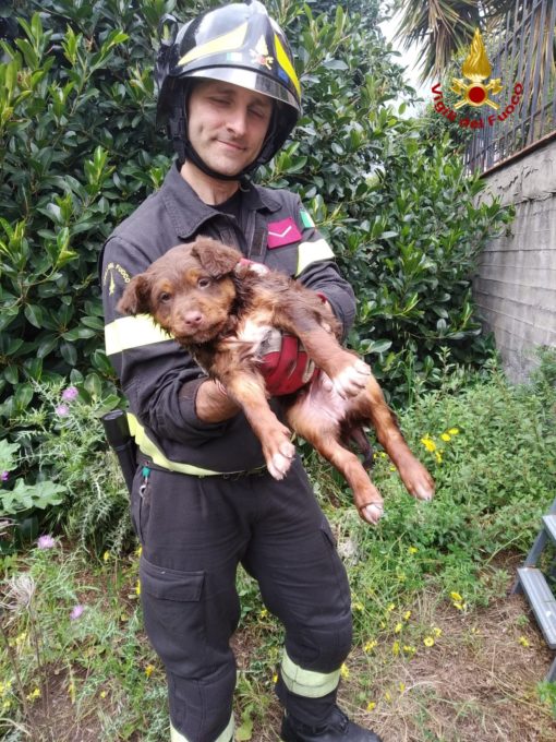 MASCALUCIA, CAGNOLINO SALVATO DAI VIGILI DEL FUOCO: ERA CADUTO NELLA PISCINA