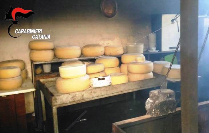 PEDARA: L'ALLEVATORE VENDEVA FORMAGGI E RICOTTA CONSERVATI IN PESSIMO STATO