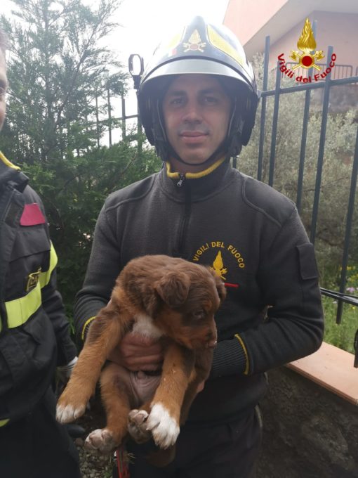 MASCALUCIA, CAGNOLINO SALVATO DAI VIGILI DEL FUOCO: ERA CADUTO NELLA PISCINA