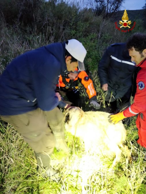 CALTAGIRONE, VIGILI DEL FUOCO SALVANO CAPRA FINITA DENTRO UN POZZO