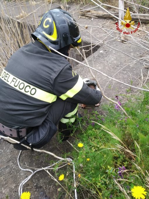 MASCALUCIA, CAGNOLINO SALVATO DAI VIGILI DEL FUOCO: ERA CADUTO NELLA PISCINA