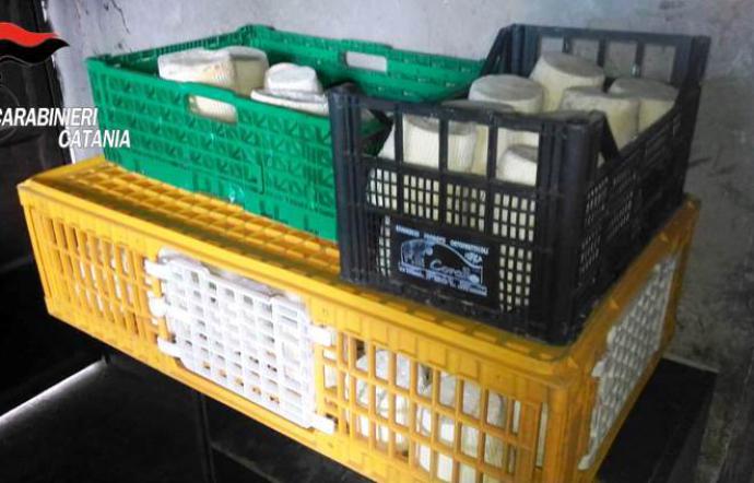 PEDARA: L'ALLEVATORE VENDEVA FORMAGGI E RICOTTA CONSERVATI IN PESSIMO STATO