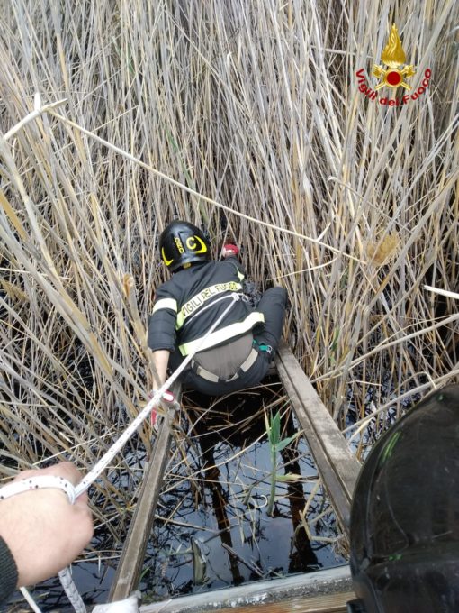 MASCALUCIA, CAGNOLINO SALVATO DAI VIGILI DEL FUOCO: ERA CADUTO NELLA PISCINA