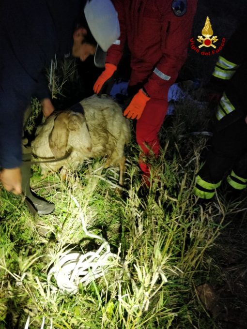 CALTAGIRONE, VIGILI DEL FUOCO SALVANO CAPRA FINITA DENTRO UN POZZO