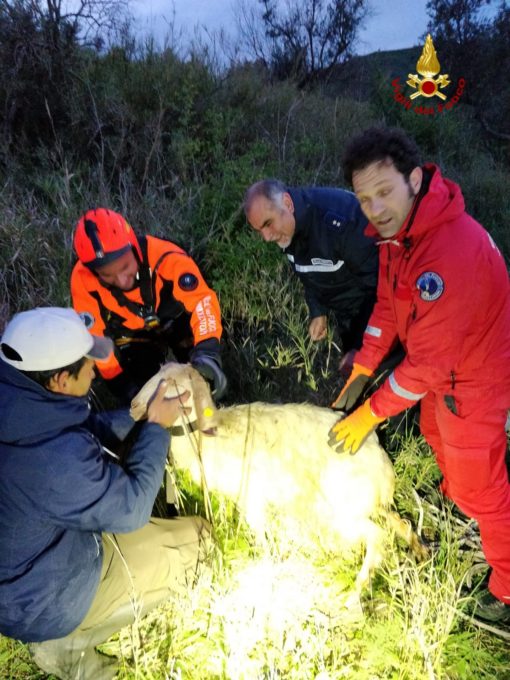 CALTAGIRONE, VIGILI DEL FUOCO SALVANO CAPRA FINITA DENTRO UN POZZO