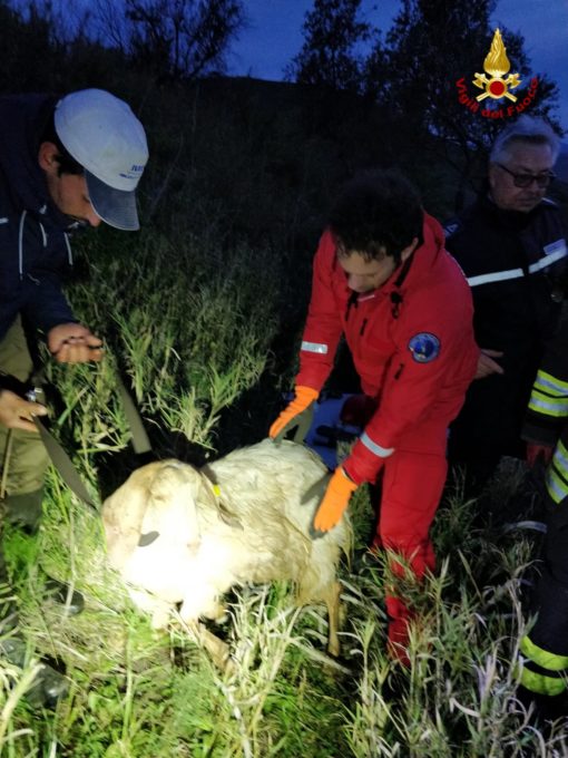 CALTAGIRONE, VIGILI DEL FUOCO SALVANO CAPRA FINITA DENTRO UN POZZO
