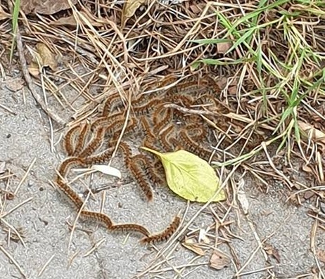 PATERNO’: PROCESSIONARIE NEL GIARDINO DELLA SCUOLA, ED ALLA VILLA LA DENUNCIA DEI NOSTRI LETTORI