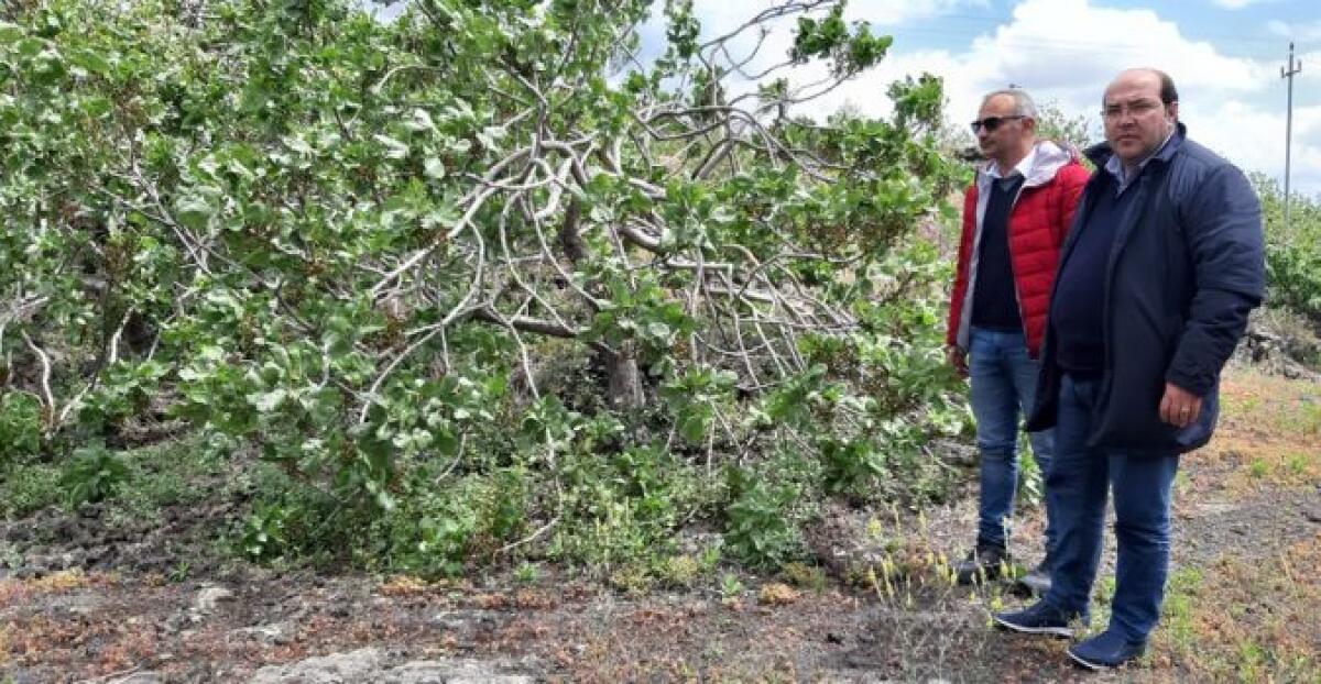 BRONTE: DANNI AL PISTACCHIO PER IL VENTO. RICHIESTA LA DICHIARAZIONE DELLO STATO DI CALAMITÀ NATURALE - 