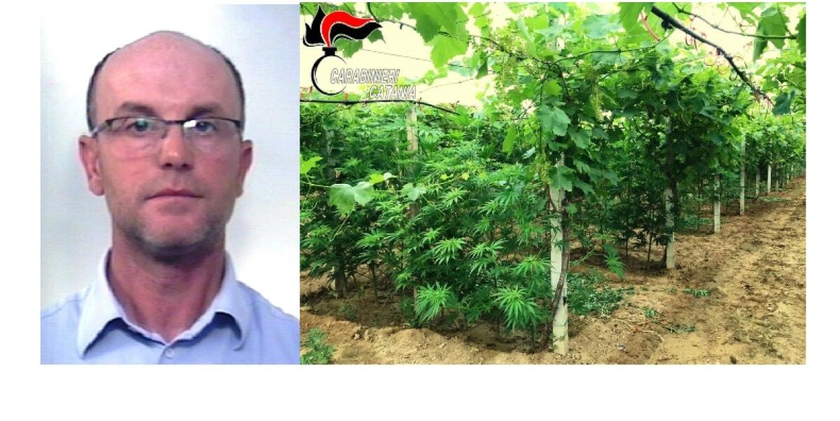 MAZZARRONE: SEQUESTRATA MAXI PIANTAGIONE DI CANAPA INDIANA COLTIVATA TRA LE VITI - 