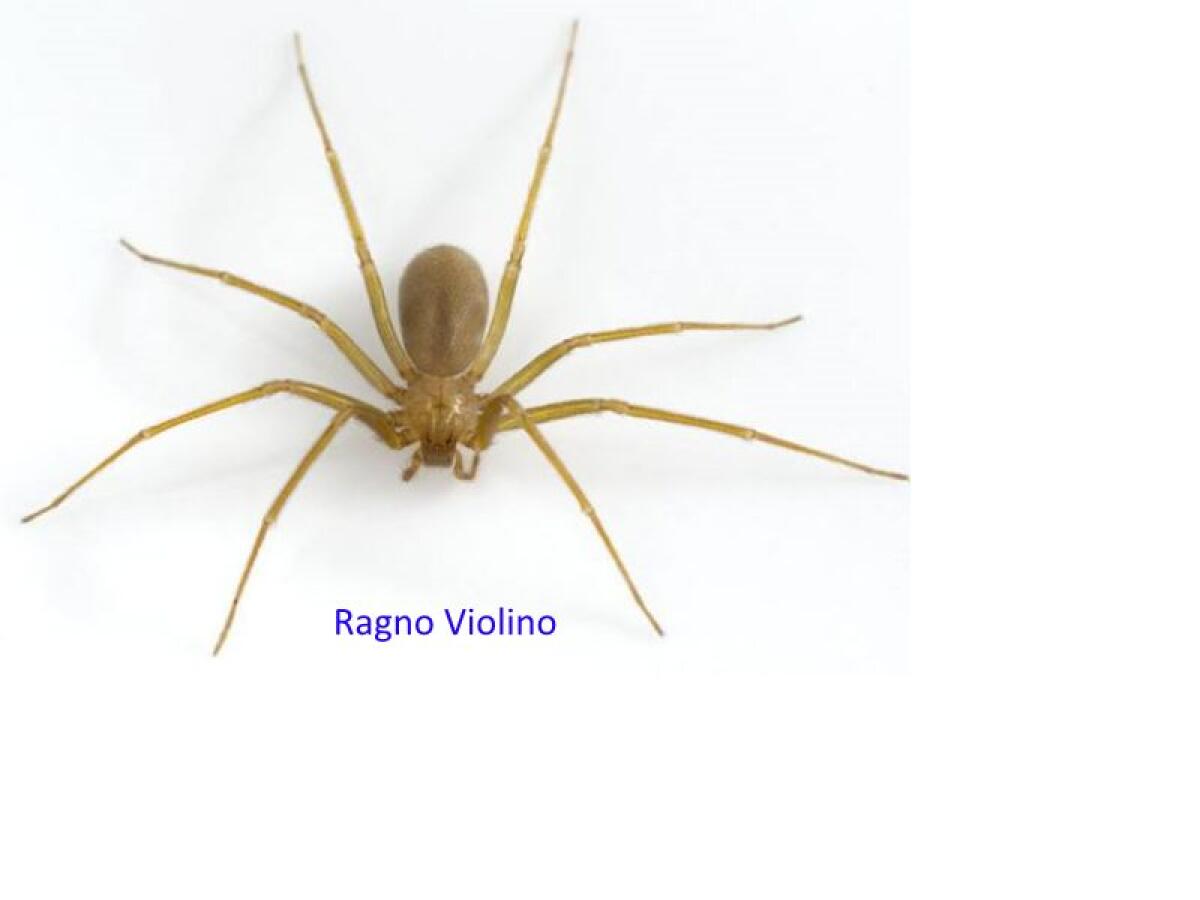 MORSO DA RAGNO VIOLINO: TERZO CASO IN POCHI MESI ACCADUTO A ENNA - 