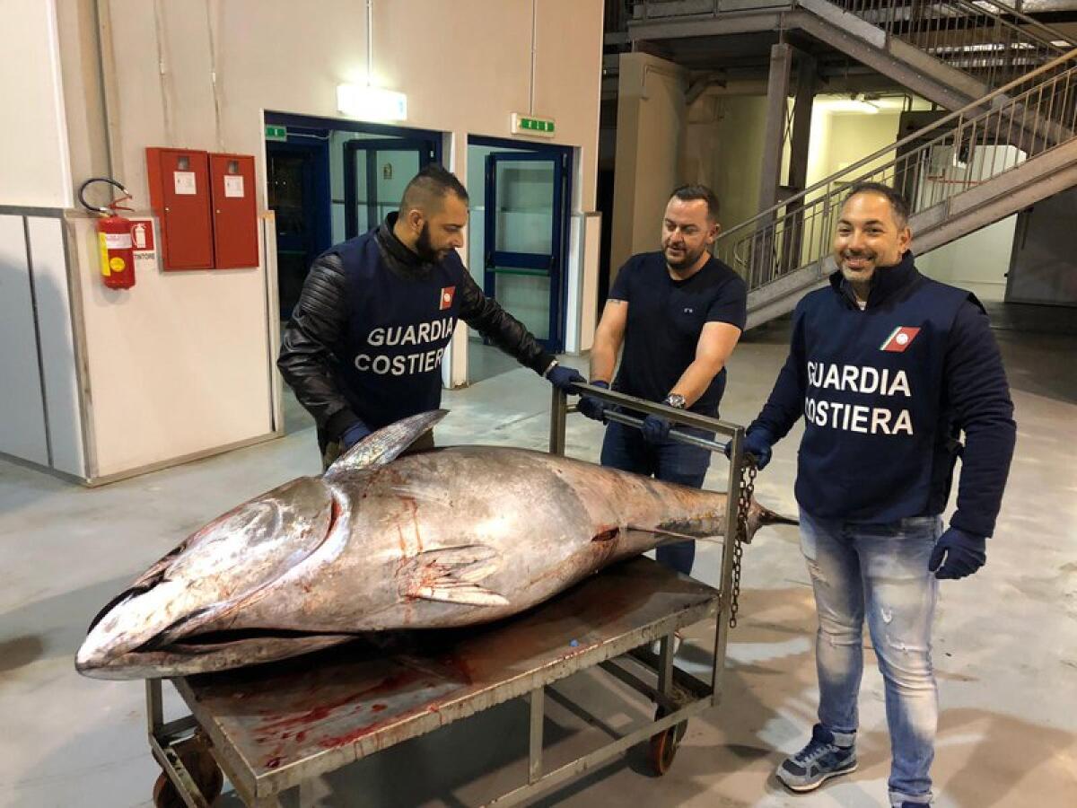 TONNO DEL VALORE DI 200 MILA € SEQUESTRATO A CATANIA - 