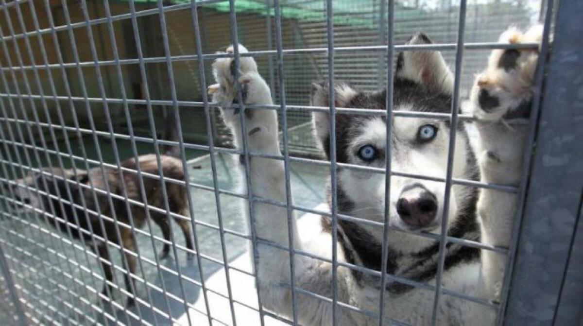 CATANIA, ACCORDO LEIDAA E LIDL: 95 QUINTALI DI CROCCHETTE PER I RANDAGI - 