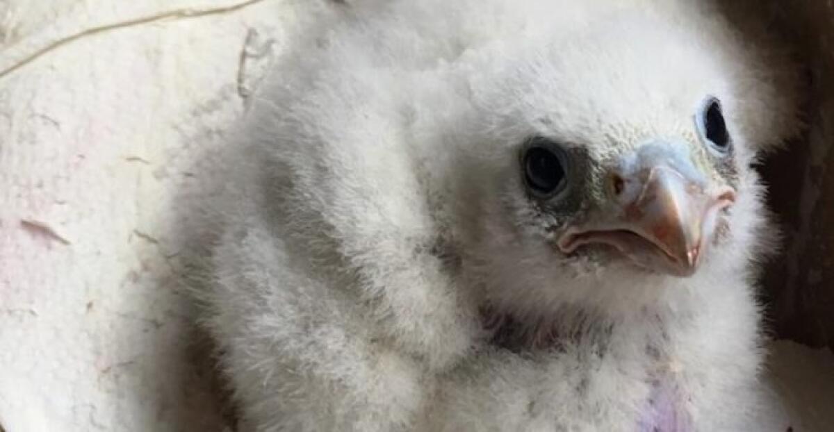 CATANIA: FINALMENTE LIBERO IL FALCO PELLEGRINO RUBATO DA UN BRACCONIERE - 